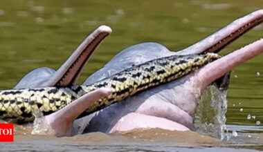 Dolphins vs Anaconda? Playful Amazon moment stuns scientists and redefining the understanding of wildlife behaviour |