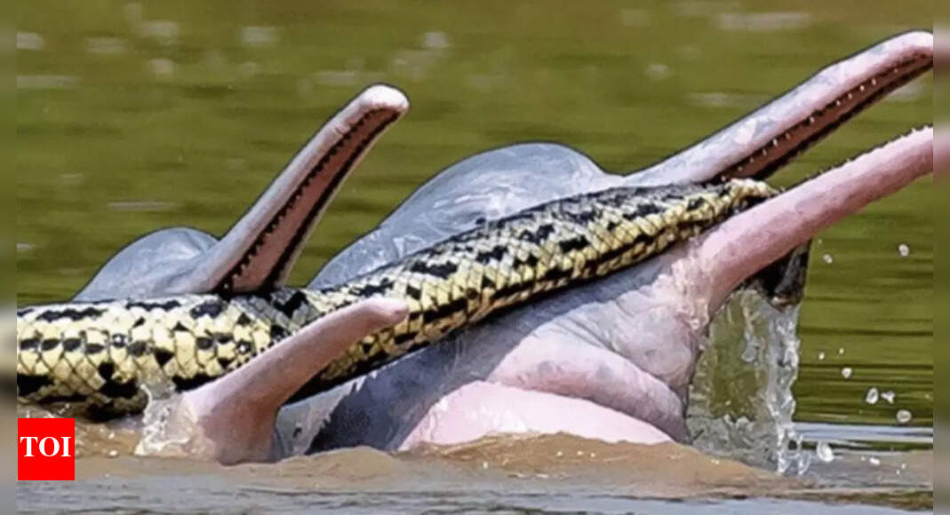 Dolphins vs Anaconda? Playful Amazon moment stuns scientists and redefining the understanding of wildlife behaviour |