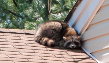 Rabies in Nassau County declared 'imminent public health threat,' officials say