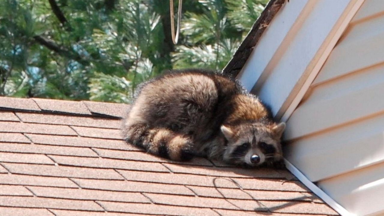 Rabies in Nassau County declared 'imminent public health threat,' officials say