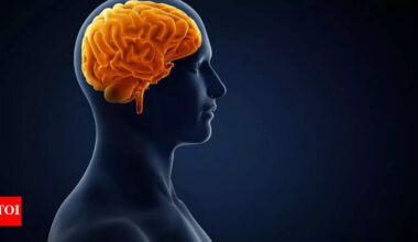 World Brain Day 2025: Harvard says these 12 habits can keep your brain young and sharp |