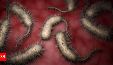Vibrio Vulnificus Symptoms: Rare flesh-eating bacteria on the rise in the US: Causes, symptoms, who is at risk, prevention and more |