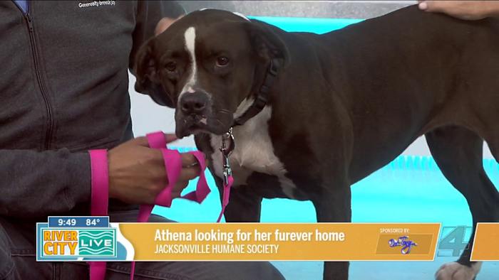 Athena is sniffing around for a Furever home