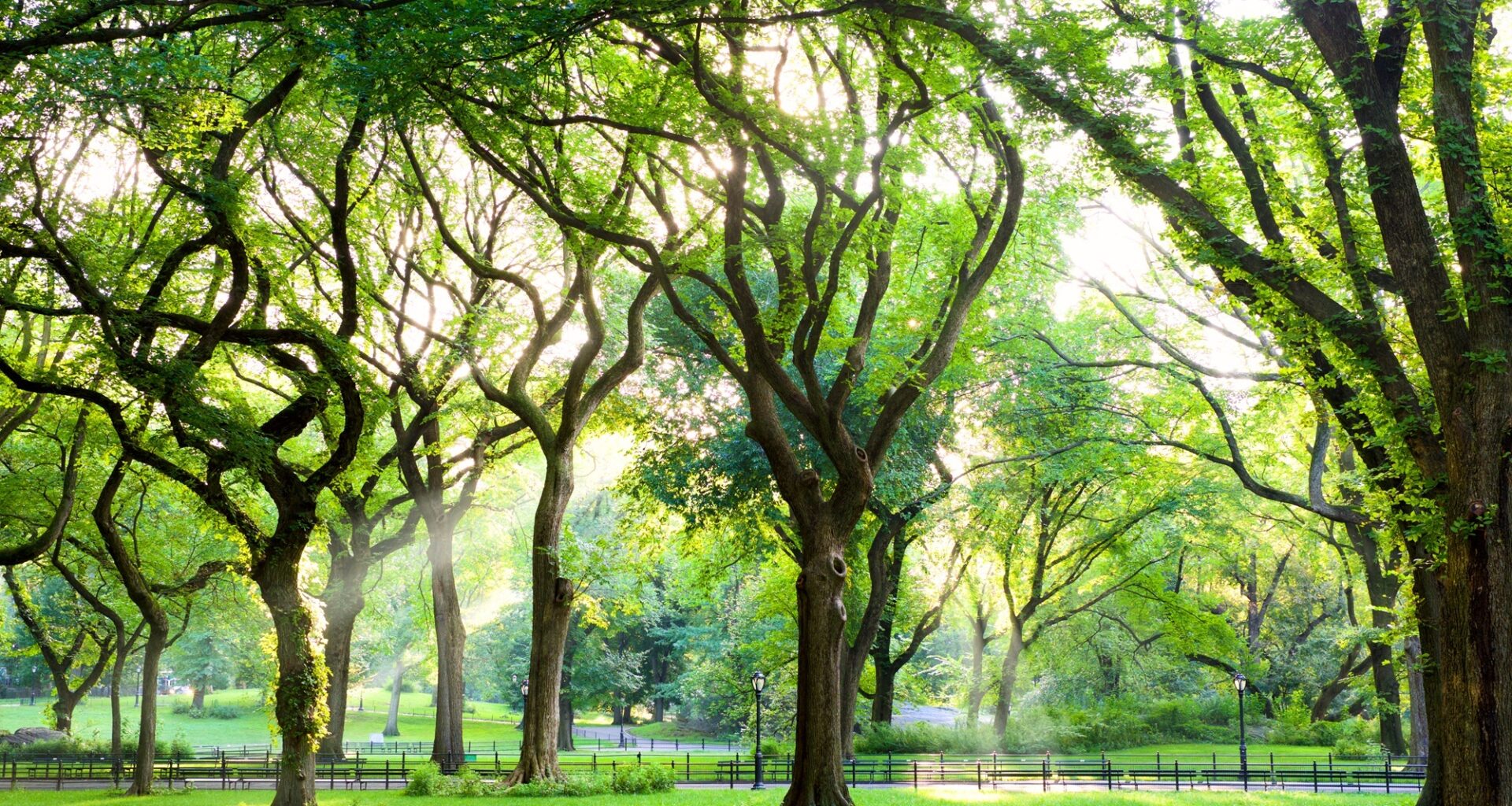Join NYC’s Urban Tree Census
