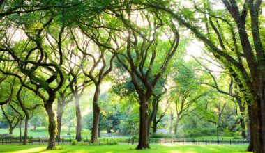 Join NYC’s Urban Tree Census