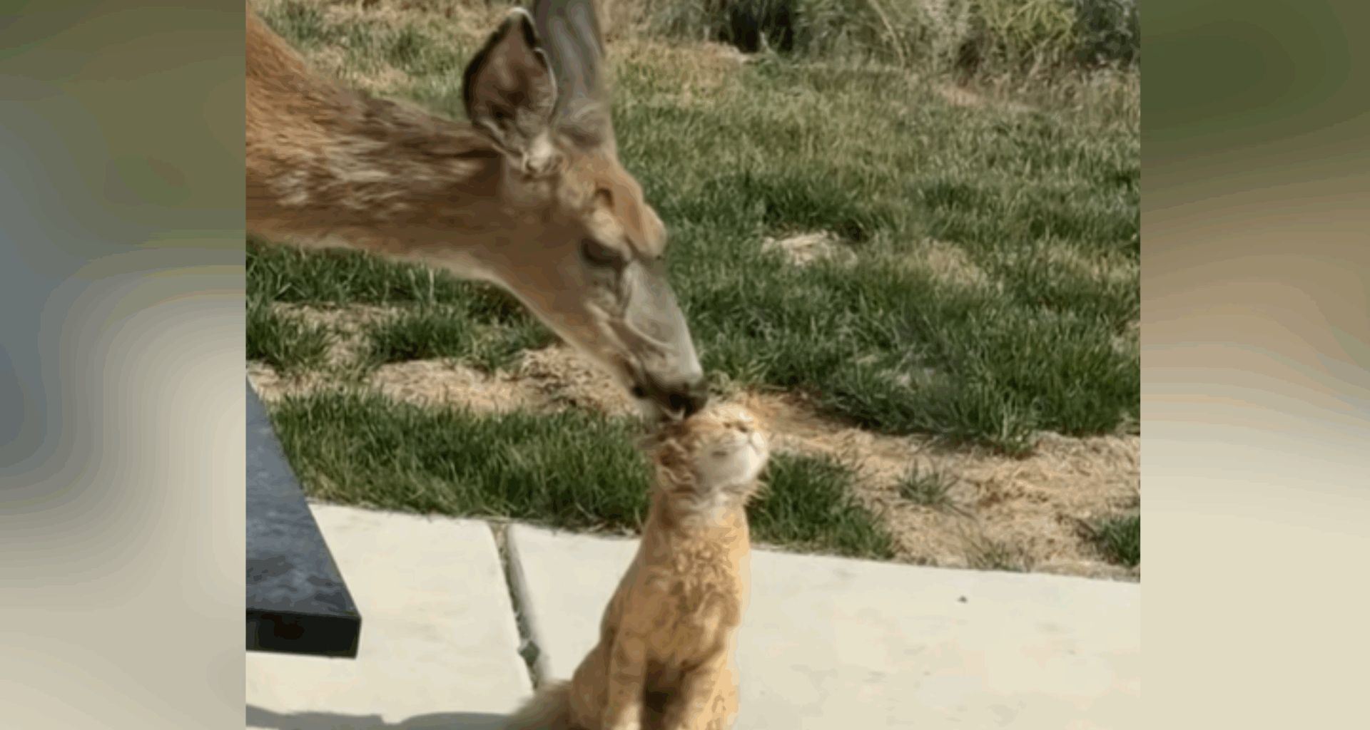 Deer