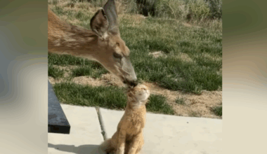 Deer