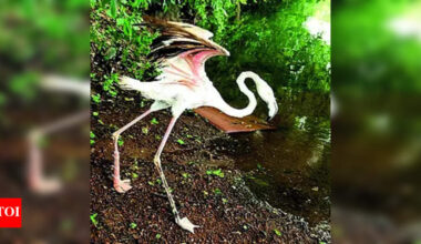 After leg amputated due to injury, flamingo may fly with prosthesis | India News