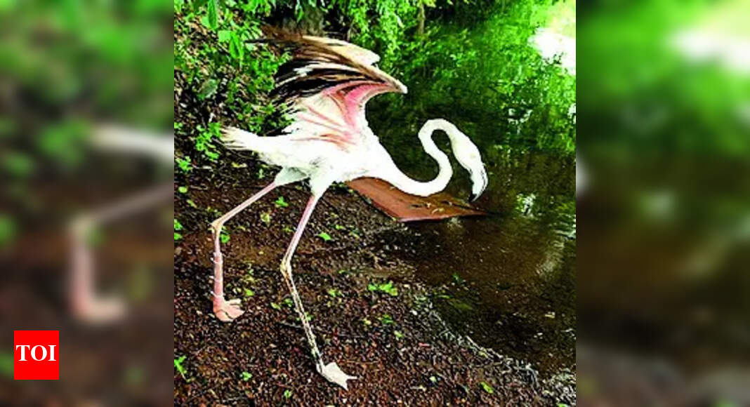 After leg amputated due to injury, flamingo may fly with prosthesis | India News