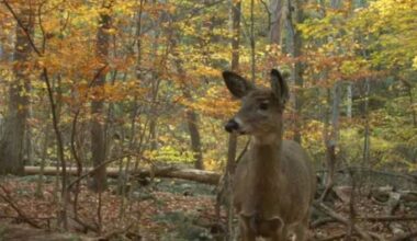 Livonia considering deer cull to address overpopulation