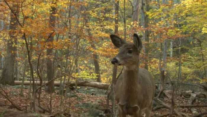 Livonia considering deer cull to address overpopulation