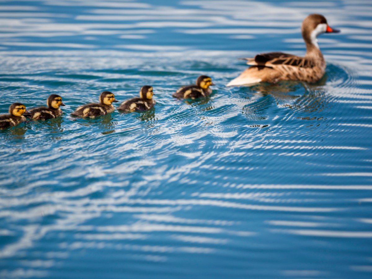 Leadership also increases stress in animals