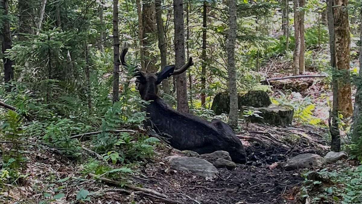 Bull moose blocks Goodman Mountain trail in NY – NBC New York