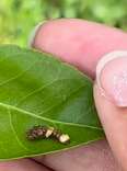Woman Finds 'Bird Poop' On Leaf — Then Watches It Turn Into Someone Beautiful