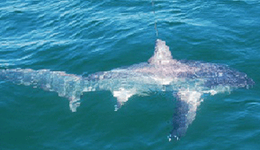 Captain’s Log: The Shark I Can See is Not the Shark I Worry About | Outdoors