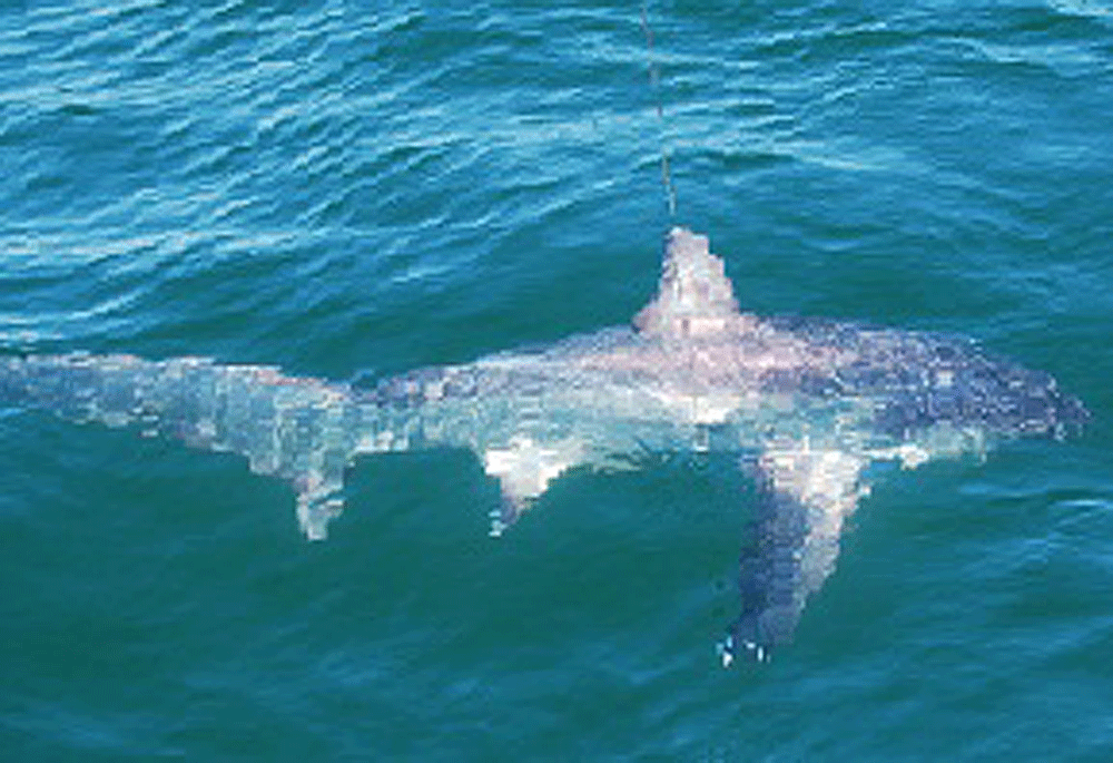 Captain’s Log: The Shark I Can See is Not the Shark I Worry About | Outdoors
