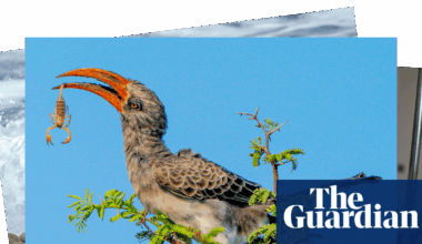 Week in wildlife: a rescued monkey, squabbling jays and an amputee camel | Environment