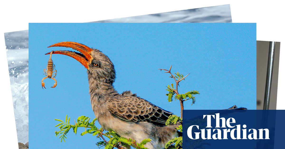 Week in wildlife: a rescued monkey, squabbling jays and an amputee camel | Environment