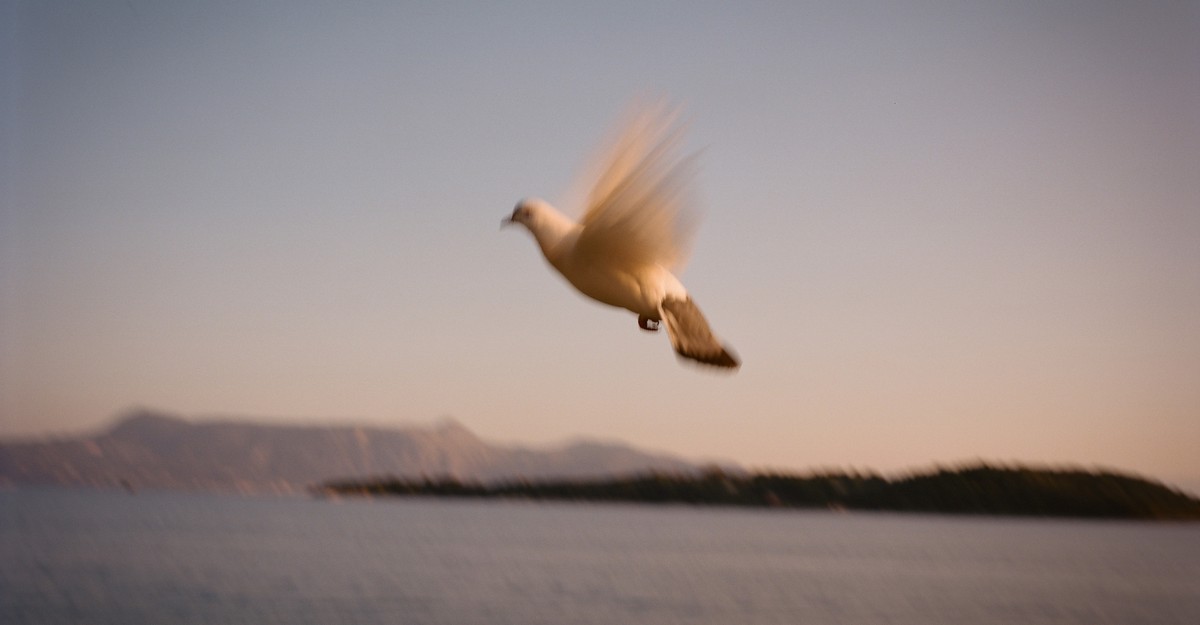 The Books Briefing: What John le Carré Learned in Corfu