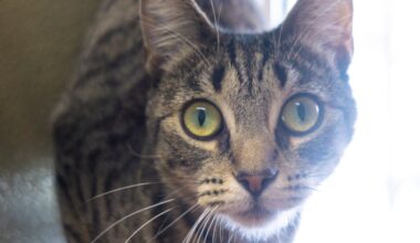Chakapuli the tabby shines at Rancho Coastal Humane Society