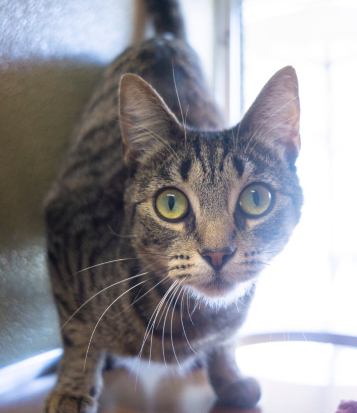 Chakapuli the tabby shines at Rancho Coastal Humane Society