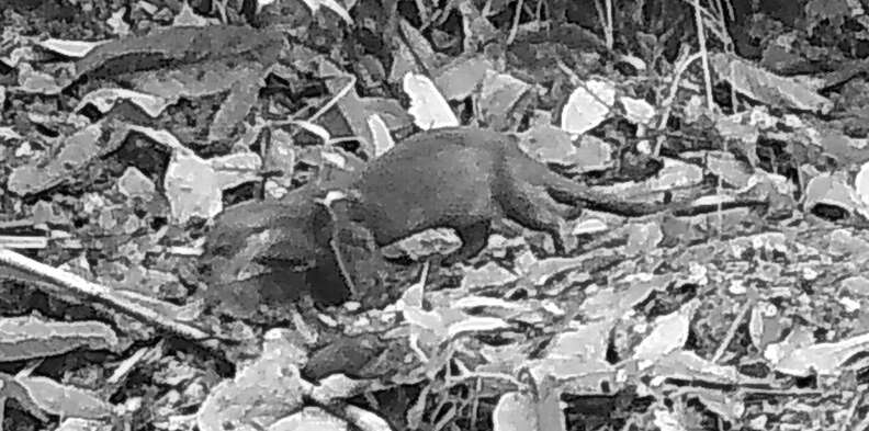 otter