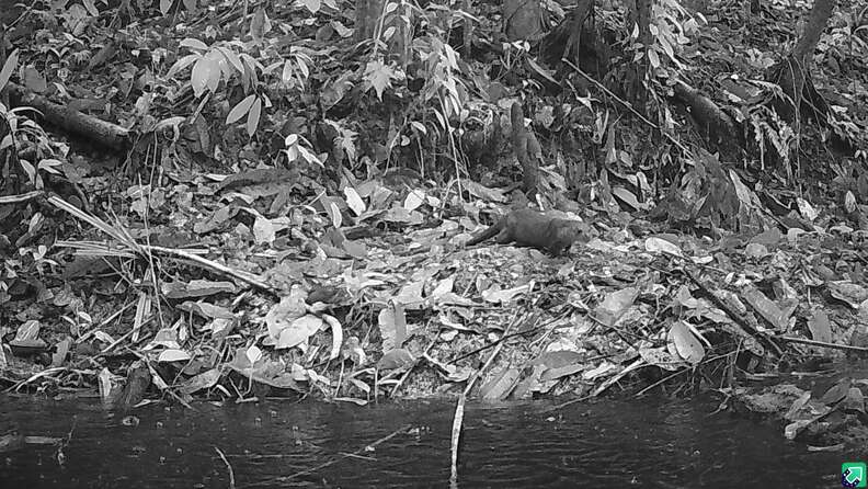 otter