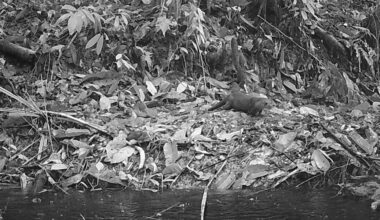 Camera Captures Adorable Animal For The First Time In Over A Decade