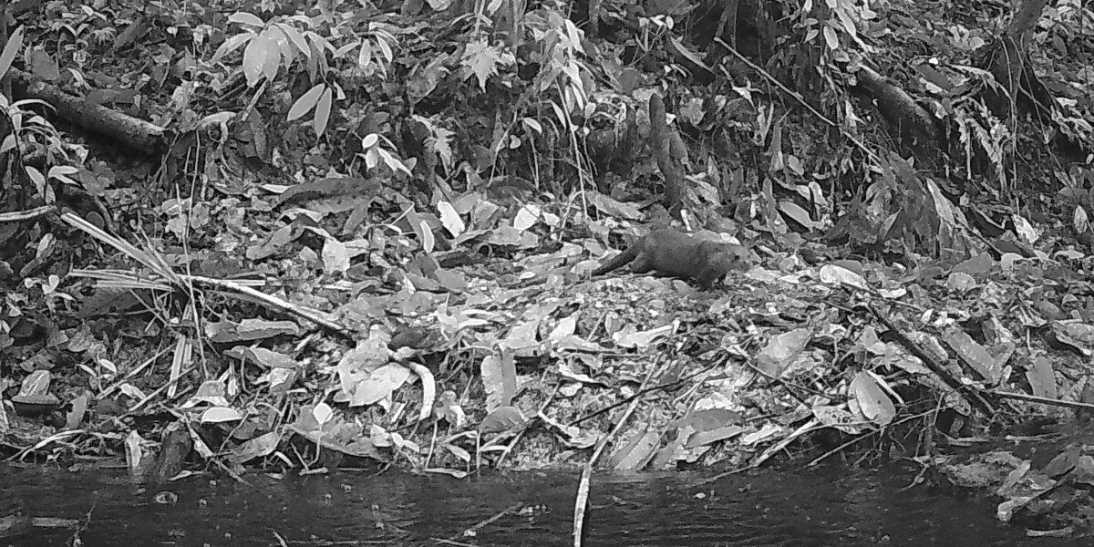 Camera Captures Adorable Animal For The First Time In Over A Decade