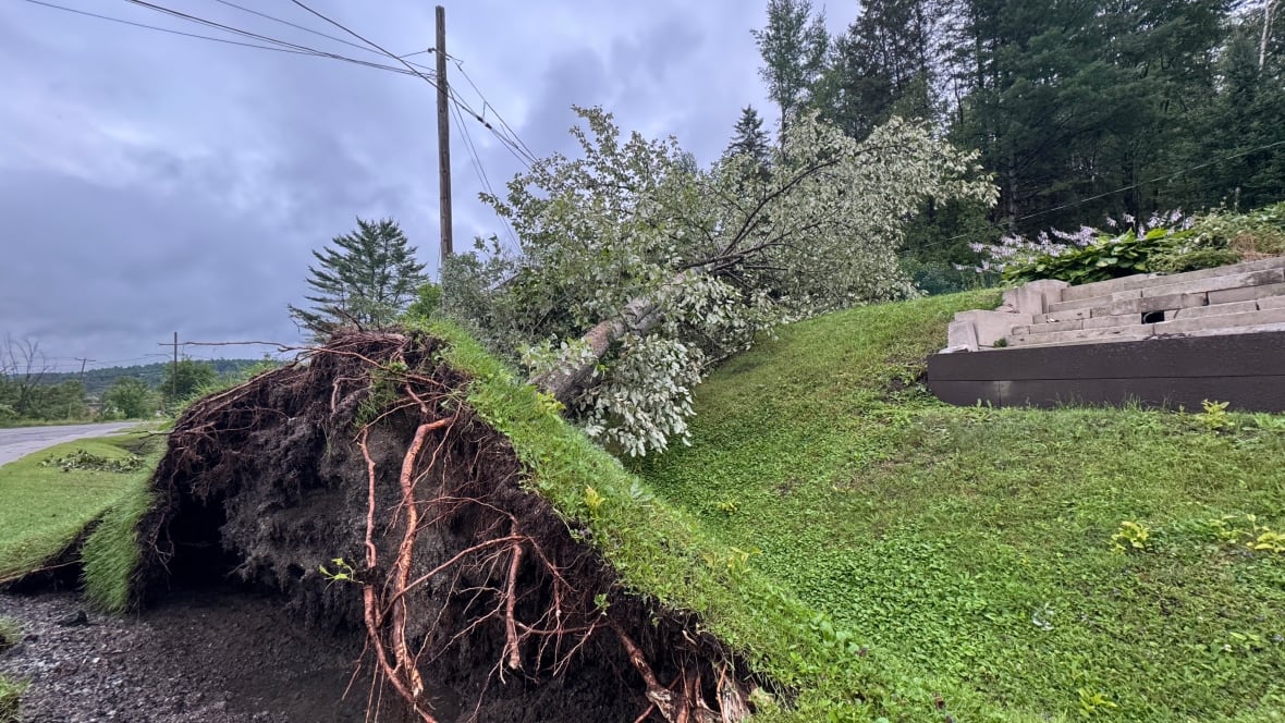 A tree and lawn is seen turned sideways and uprooted on a cloudy day.