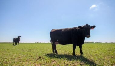 US Cattle Tally Shows No End in Sight for Soaring Beef Prices