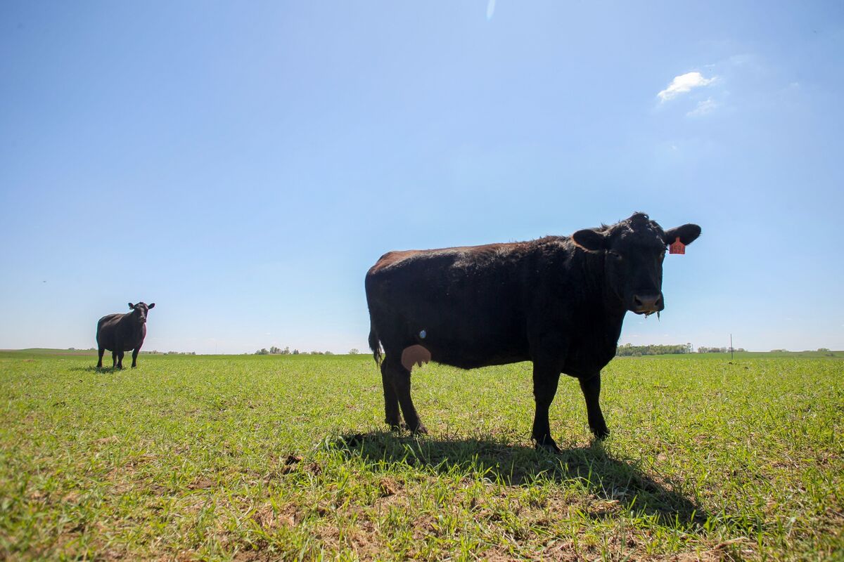 US Cattle Tally Shows No End in Sight for Soaring Beef Prices