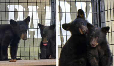Bearizona names newly rescued cubs after late Hulk Hogan, Ozzy Osbourne
