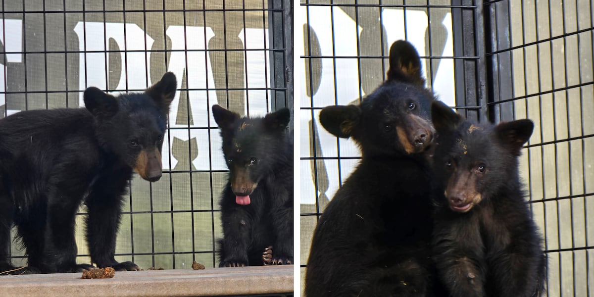 Bearizona names newly rescued cubs after late Hulk Hogan, Ozzy Osbourne