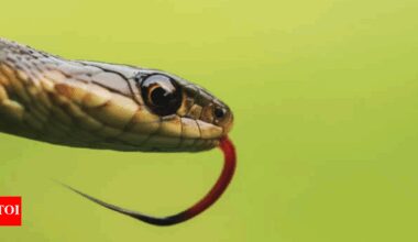 Snakes found in the US: The most common species and how to stay safe |