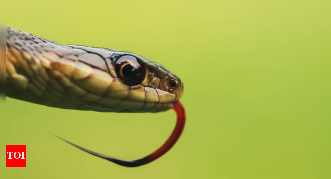 Snakes found in the US: The most common species and how to stay safe |