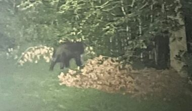 Black Bear Spotted Near Charles County Fairgrounds [VIDEO]
