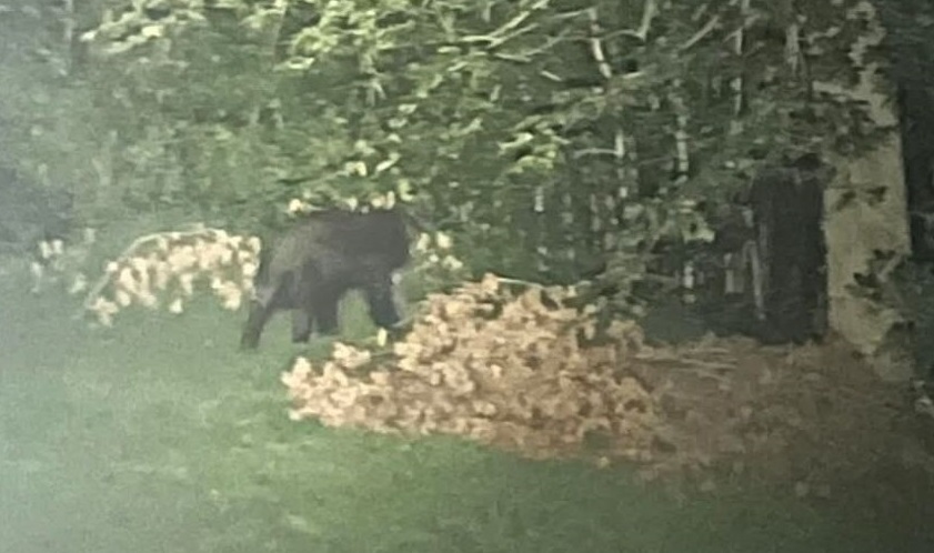 Black Bear Spotted Near Charles County Fairgrounds [VIDEO]