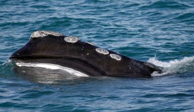 Fishing groups push to postpone protections for endangered right whale to 2035