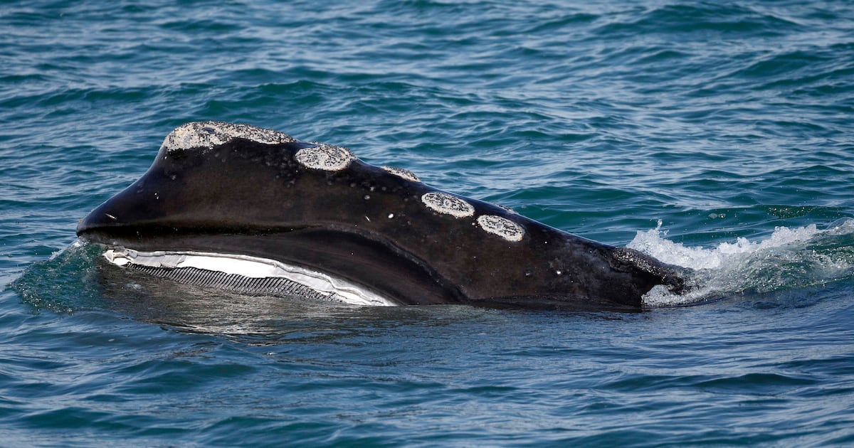 Fishing groups push to postpone protections for endangered right whale to 2035