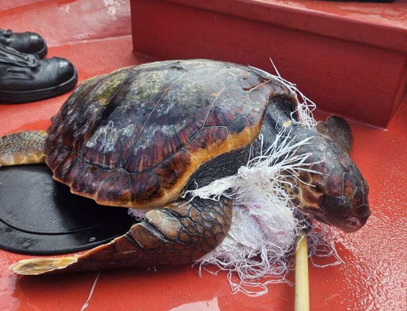 turtle trapped 