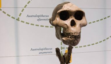 Early human ancestors showed extreme size differences between males and females