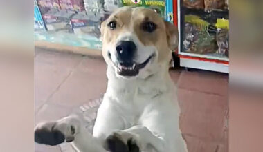 Dog Visits Candy Shop Nearly Every Day — And Then She Brings A Friend