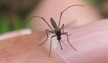 Dallas County reports first human case of West Nile Virus in 2025