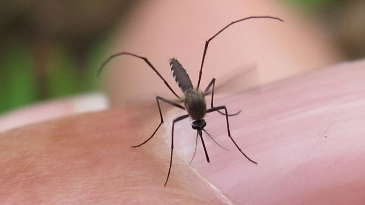 Dallas County reports first human case of West Nile Virus in 2025