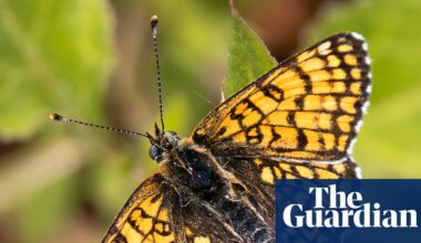 ‘Magical’: butterfly sightings across the UK this summer | Environment