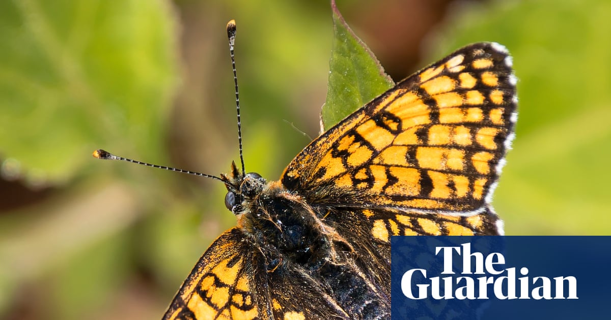 ‘Magical’: butterfly sightings across the UK this summer | Environment