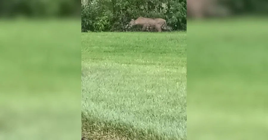 Photo of a what appears to be a mountain lion