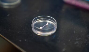 Lab-grown ligament resting in a clear petri dish on a dark laboratory surface.