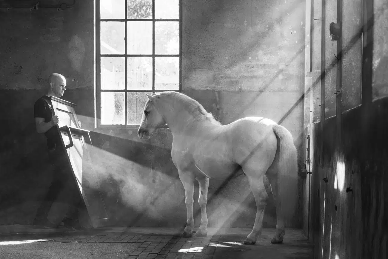 Welsh pony stallion